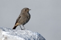 Smarnica_Black_redstart_Phoenicurus_ochruros_Drozgi_Turdidae_24.jpg