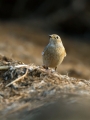 Smarnica_Black_redstart_Phoenicurus_ochruros_Drozgi_Turdidae_25.jpg
