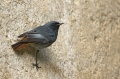 Smarnica_Black_redstart_Phoenicurus_ochruros_Drozgi_Turdidae_27.jpg