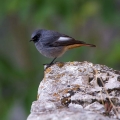 Smarnica_Black_redstart_Phoenicurus_ochruros_Drozgi_Turdidae_28.jpg