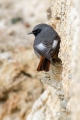 Smarnica_Black_redstart_Phoenicurus_ochruros_Drozgi_Turdidae_29.jpg