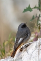 Smarnica_Black_redstart_Phoenicurus_ochruros_Drozgi_Turdidae_30.jpg