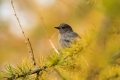 Smarnica_Black_redstart_Phoenicurus_ochruros_Drozgi_Turdidae_34.jpg