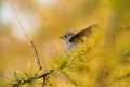 Smarnica_Black_redstart_Phoenicurus_ochruros_Drozgi_Turdidae_35.jpg