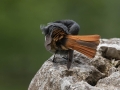Smarnica_Black_redstart_Phoenicurus_ochruros_Drozgi_Turdidae_37.jpg