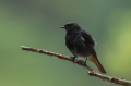 Smarnica_Black_redstart_Phoenicurus_ochruros_Drozgi_Turdidae_38.jpg