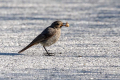 Smarnica_Black_redstart_Phoenicurus_ochruros_Drozgi_Turdidae_42.jpg