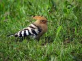 Smrdokavra_Hoopoe_Upupa_epops_Smrdokavre_Coraciidae_07.jpg