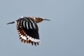 Smrdokavra_Hoopoe_Upupa_epops_Smrdokavre_Coraciidae_11.jpg