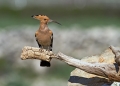 Smrdokavra_Hoopoe_Upupa_epops_Smrdokavre_Coraciidae_16.jpg
