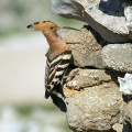 Smrdokavra_Hoopoe_Upupa_epops_Smrdokavre_Coraciidae_17.jpg