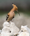 Ime datoteke=Smrdokavra_Hoopoe_Upupa_epops_Smrdokavre_Coraciidae_18.jpg
Velikost datoteke=201KB
Dimenzija=677x800
Datum objave=27.06.2013 Smrdokavra_Hoopoe_Upupa_epops_Smrdokavre_Coraciidae_18.jpg