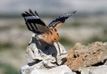 Smrdokavra_Hoopoe_Upupa_epops_Smrdokavre_Coraciidae_21.jpg
