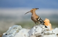 Smrdokavra_Hoopoe_Upupa_epops_Smrdokavre_Coraciidae_22.jpg