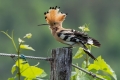 Smrdokavra_Hoopoe_Upupa_epops_Smrdokavre_Coraciidae_26.jpg