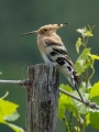 Smrdokavra_Hoopoe_Upupa_epops_Smrdokavre_Coraciidae_27.jpg