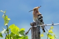 Smrdokavra_Hoopoe_Upupa_epops_Smrdokavre_Coraciidae_28.jpg
