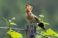 Smrdokavra_Hoopoe_Upupa_epops_Smrdokavre_Coraciidae_29.jpg