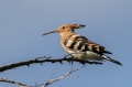 Smrdokavra_Hoopoe_Upupa_epops_Smrdokavre_Coraciidae_33.jpg
