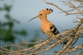 Smrdokavra_Hoopoe_Upupa_epops_Smrdokavre_Coraciidae_34.jpg