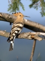 Smrdokavra_Hoopoe_Upupa_epops_Smrdokavre_Coraciidae_35.jpg