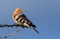 Smrdokavra_Hoopoe_Upupa_epops_Smrdokavre_Coraciidae_37.jpg