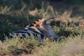 Smrdokavra_Hoopoe_Upupa_epops_Smrdokavre_Coraciidae_39.jpg