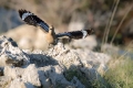 Smrdokavra_Hoopoe_Upupa_epops_Smrdokavre_Coraciidae_40.jpg