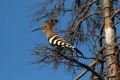 Smrdokavra_Hoopoe_Upupa_epops_Smrdokavre_Coraciidae_43.jpg