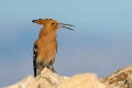 Smrdokavra_Hoopoe_Upupa_epops_Smrdokavre_Coraciidae_46.jpg
