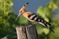 Smrdokavra_Hoopoe_Upupa_epops_Smrdokavre_Coraciidae_48.jpg