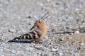 Smrdokavra_Hoopoe_Upupa_epops_Smrdokavre_Coraciidae_49.jpg