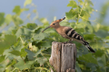 Smrdokavra_Hoopoe_Upupa_epops_Smrdokavre_Coraciidae_51.jpg