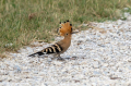 Smrdokavra_Hoopoe_Upupa_epops_Smrdokavre_Coraciidae_52.jpg
