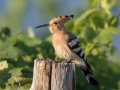 Smrdokavra_Hoopoe_Upupa_epops_Smrdokavre_Coraciidae_53.jpg