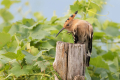 Smrdokavra_Hoopoe_Upupa_epops_Smrdokavre_Coraciidae_54.jpg