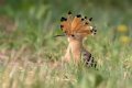 Smrdokavra_Hoopoe_Upupa_epops_Smrdokavre_Coraciidae_55.jpg