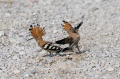Smrdokavra_Hoopoe_Upupa_epops_Smrdokavre_Coraciidae_56.jpg