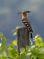 Smrdokavra_Hoopoe_Upupa_epops_Smrdokavre_Coraciidae_57.jpg
