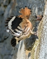 Smrdokavra_Hoopoe_Upupa_epops_Smrdokavre_Coraciidae_65.jpg