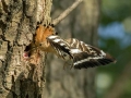Smrdokavra_Hoopoe_Upupa_epops_Smrdokavre_Coraciidae_66.jpg