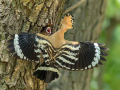 Smrdokavra_Hoopoe_Upupa_epops_Smrdokavre_Coraciidae_68.jpg