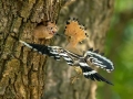 Smrdokavra_Hoopoe_Upupa_epops_Smrdokavre_Coraciidae_74.jpg
