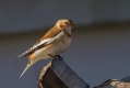 Snezni_strnad_Snow_bunting_13.jpg