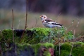 Snezni_strnad_Snow_bunting_15.jpg