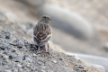 Snezni_strnad_Snow_bunting_20.jpg