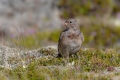 Snezni_strnad_Snow_bunting_21.jpg