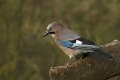 Soja_Jay_Garrulus_glandarius_Vrani_Corvidae_08.jpg