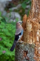 Soja_Jay_Garrulus_glandarius_Vrani_Corvidae_10.jpg