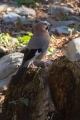 Soja_Jay_Garrulus_glandarius_Vrani_Corvidae_14.jpg